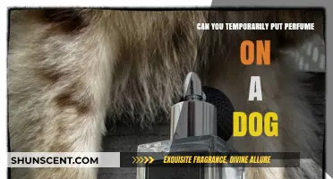 Should You Put Perfume on Your Dog?