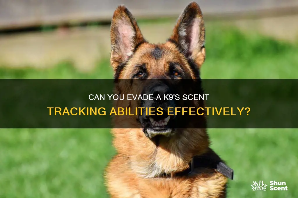 can you throw off a k9 scent
