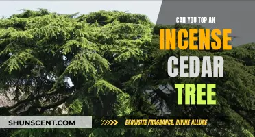 Incense Cedar Tree Topping: Benefits, Techniques, and Best Practices