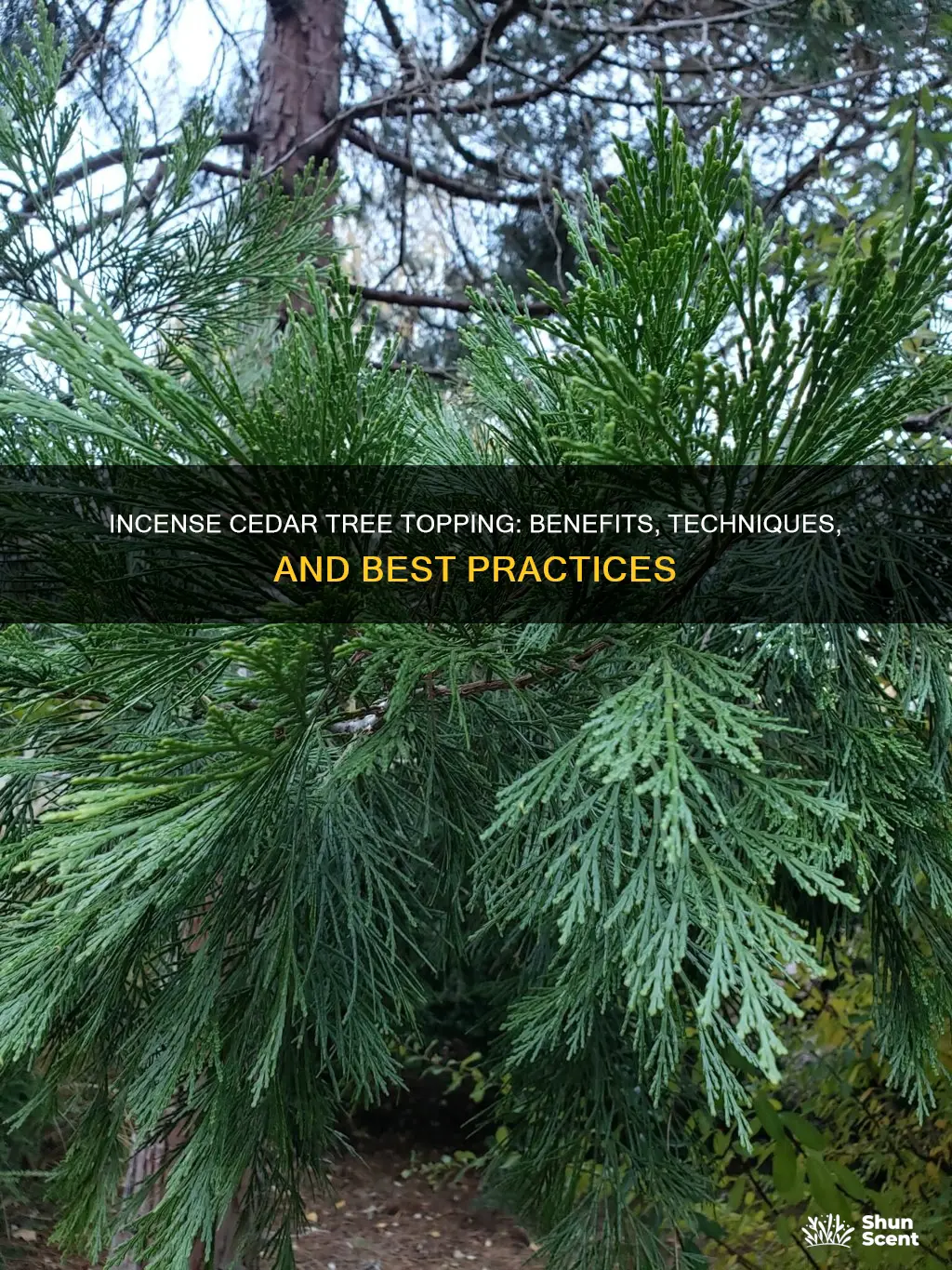can you top an incense cedar tree