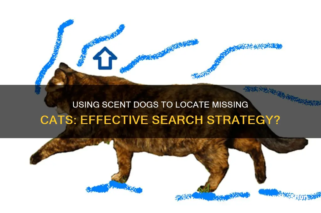 can you use a scent dog to find lost cat