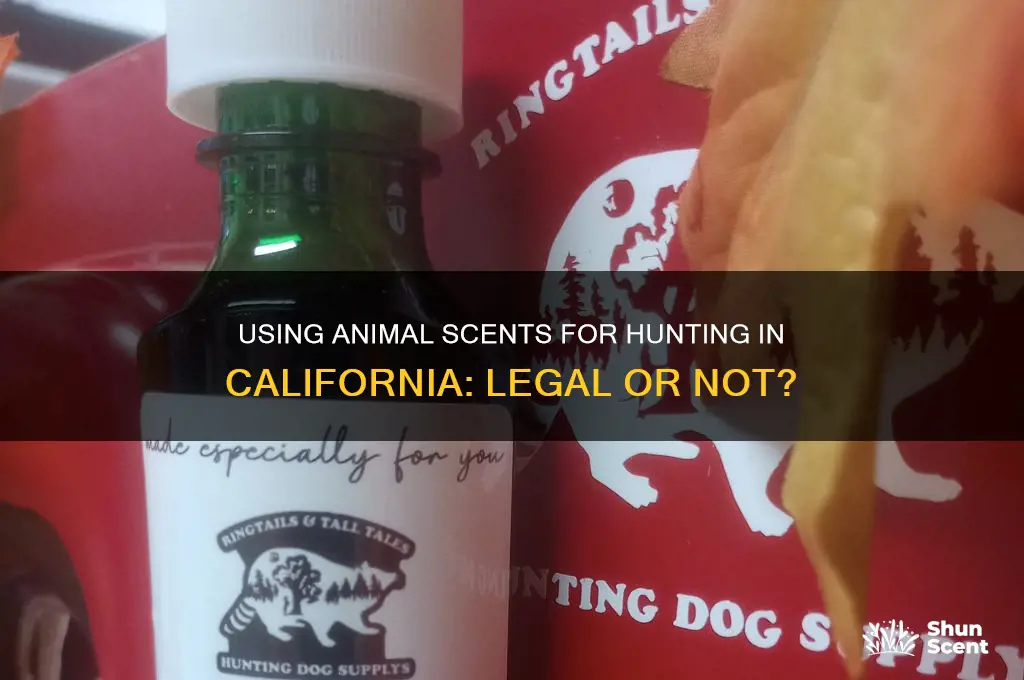 can you use animal scent for hunting in california