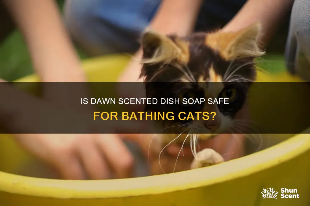 can you use dawn scented dish soap on cats