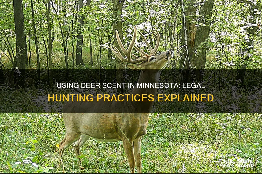 can you use deer scent in minnesota