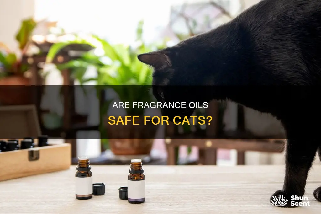 can you use fragrance oils around cats