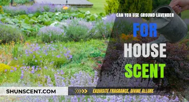 Ground Lavender: A Natural, Fragrant Way to Scent Your Home