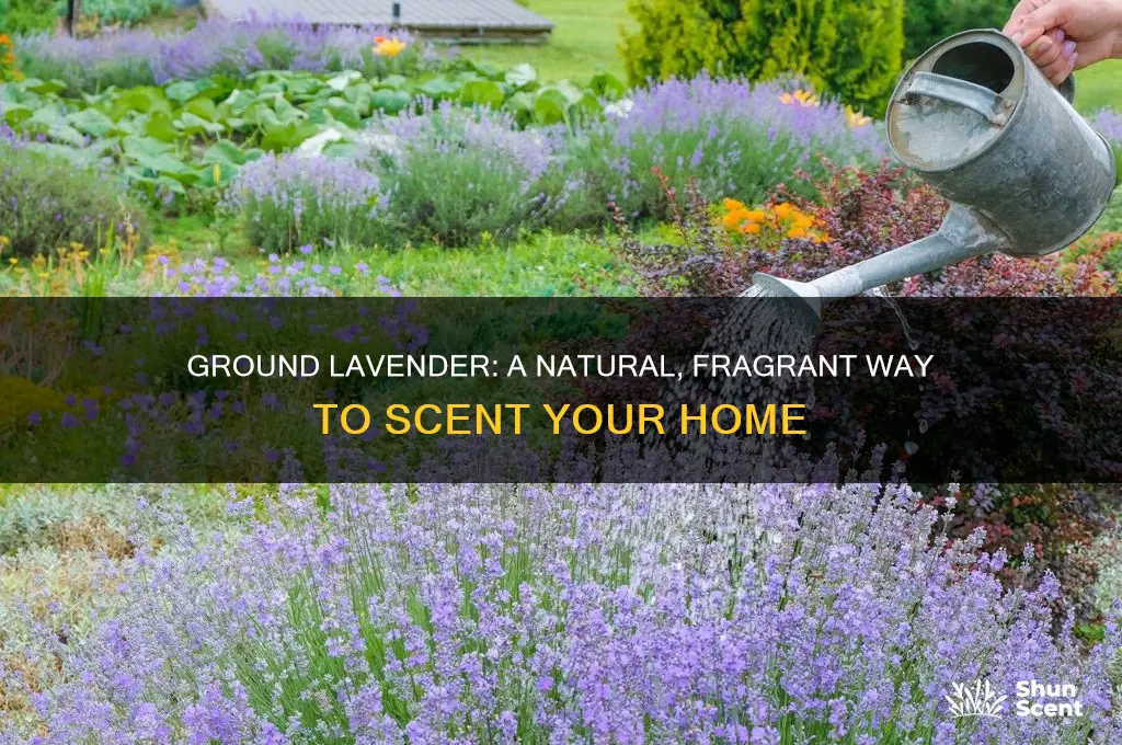 can you use ground lavender for house scent