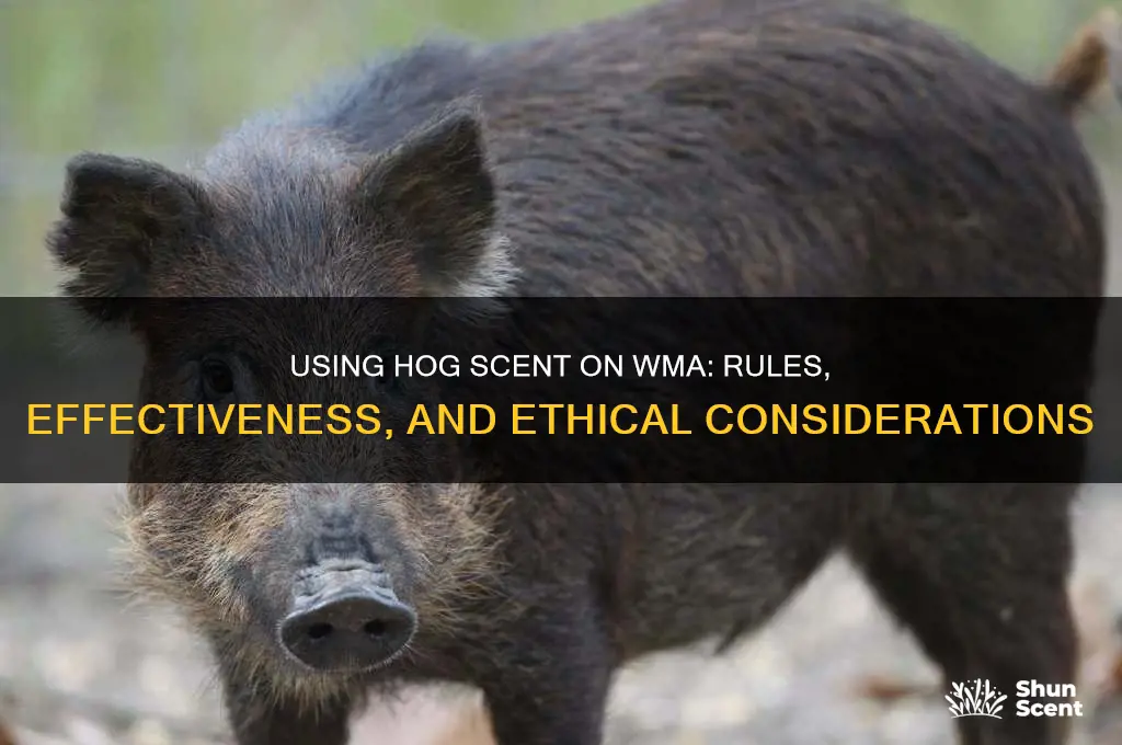 can you use hog scent on a wma