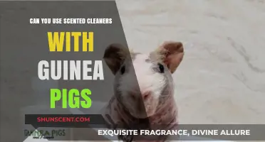 Scented Cleaners and Guinea Pigs: Safe or Harmful?