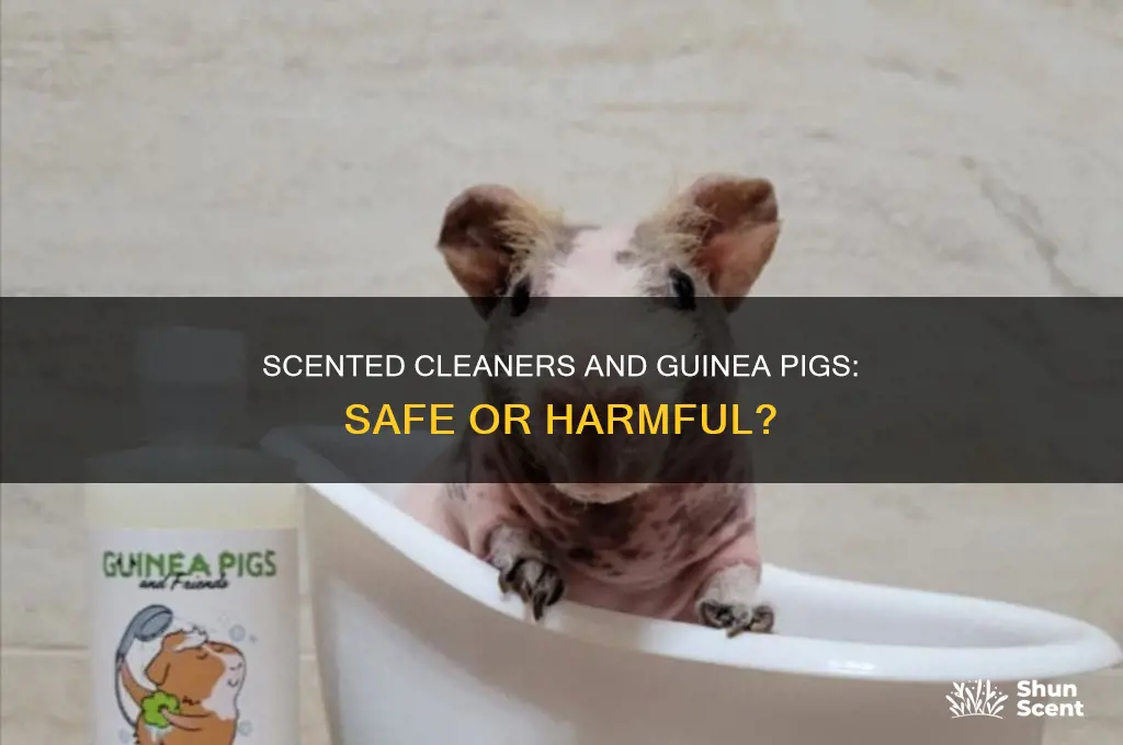 can you use scented cleaners with guinea pigs