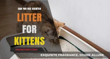 Scented Litter for Kittens: Safe or Risky Choice?