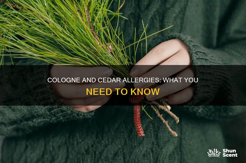 can you wear cologne if alergic to cedar