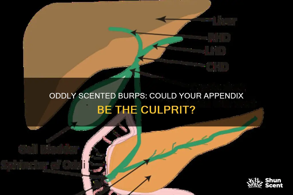 can your appendix give you oddly scented burping