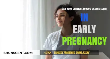 Early Pregnancy Signs: Can Cervical Mucus Scent Change?