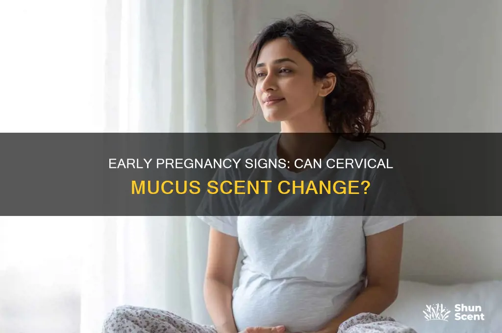 can your cervical mucus change scent in early pregnancy
