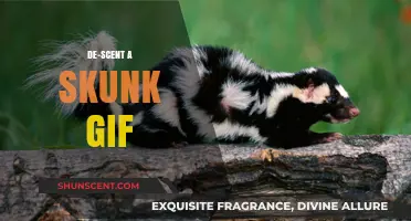 How to Safely De-Scent a Skunk: Step-by-Step Guide with GIF