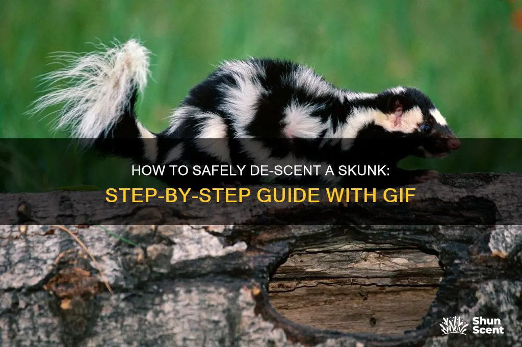 de-scent a skunk gif