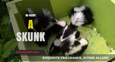 Effective Ways to De-Scent a Skunk: Tips and Remedies