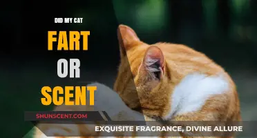 Cat Fart or Scent Marking: Decoding Your Feline's Mysterious Behavior