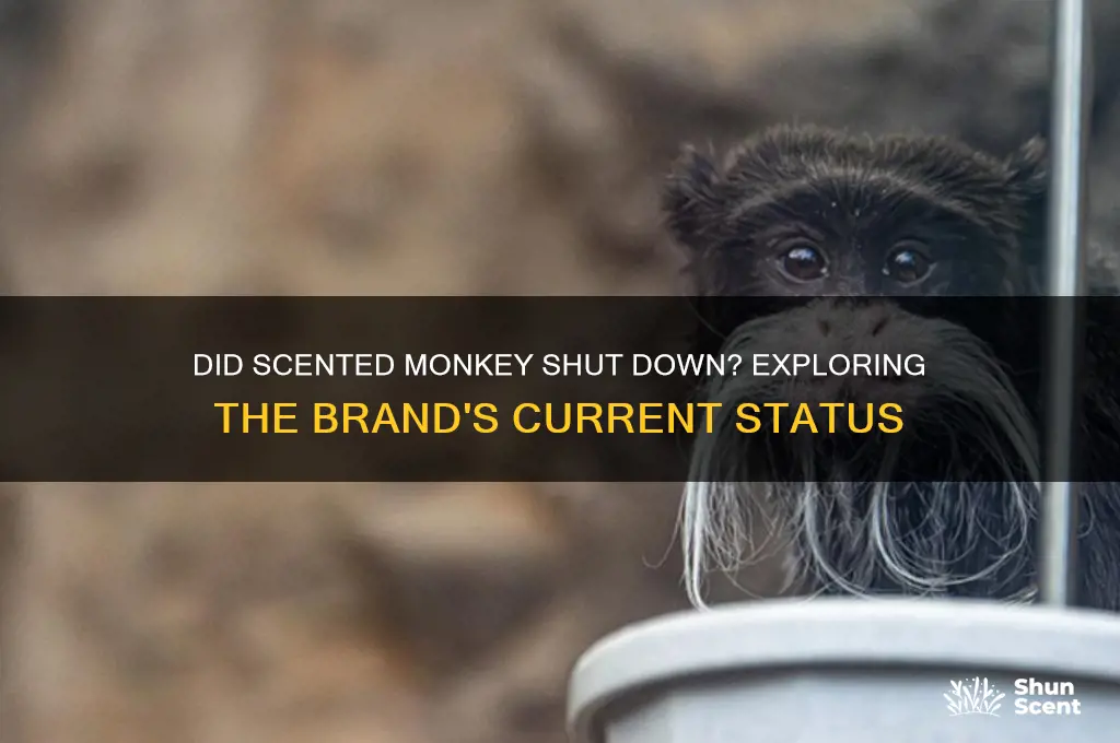 did scented monkey go out of business