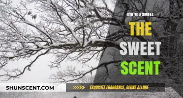 Did You Smell the Sweet Scent? Unveiling Nature's Aromatic Wonders