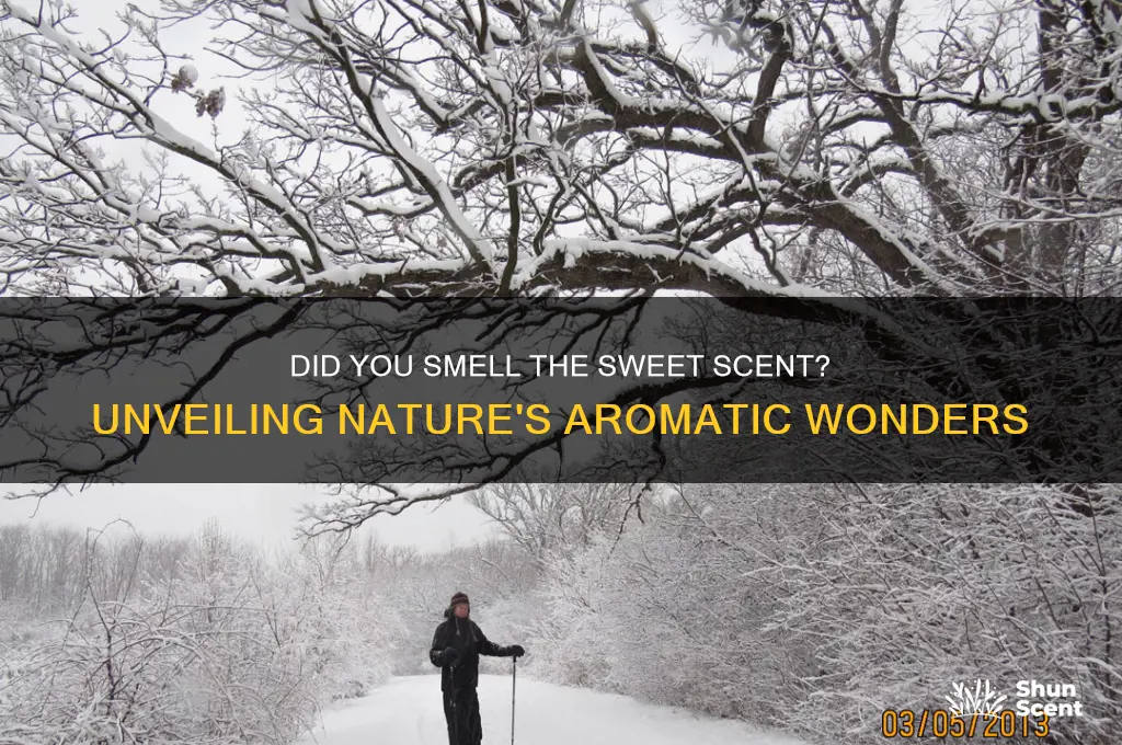 did you smell the sweet scent