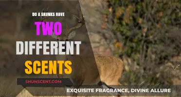 Unveiling the Skunk's Dual Defense: Two Distinct Scents Explained