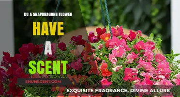 Do Snapdragon Flowers Have a Scent? Unveiling Their Aromatic Mystery