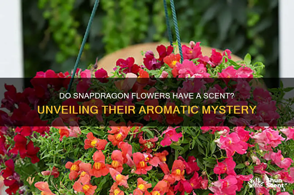 do a snapdragons flower have a scent