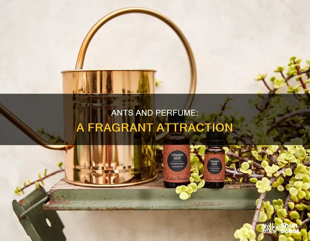 do aants attract to perfume