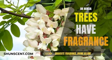 Acacia Trees: A Fragrant Forest Friend or Foe?