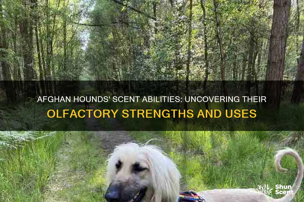 do afghan hounds have good scent