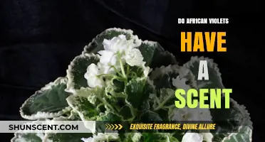 Do African Violets Smell? Unveiling Their Scent Secrets and Appeal