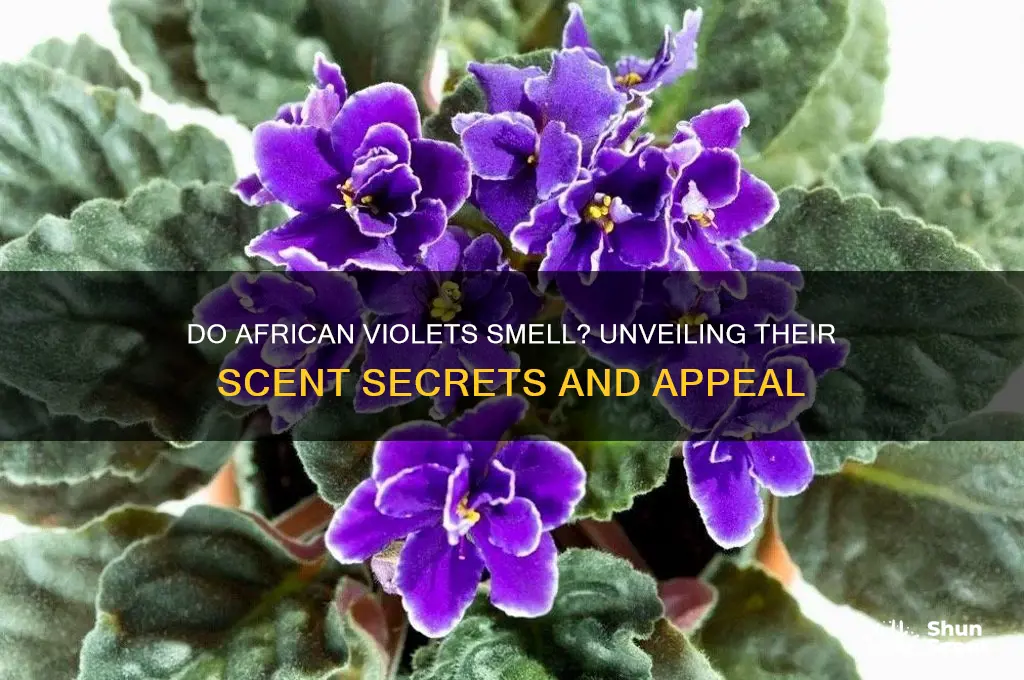 do african violets have a scent
