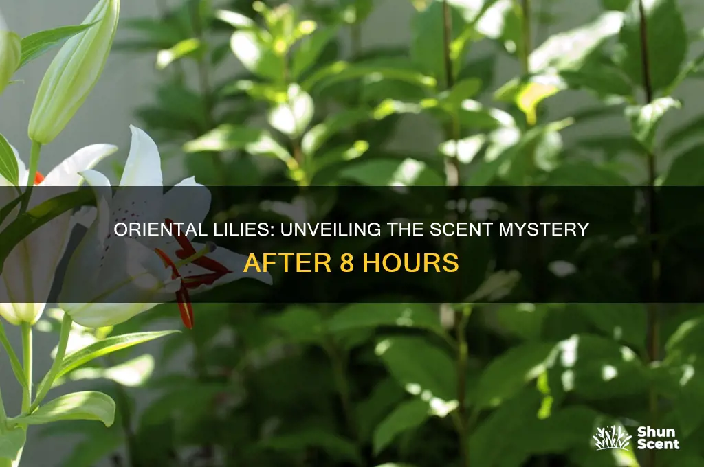 do after 8 oreintal lillies have a scent