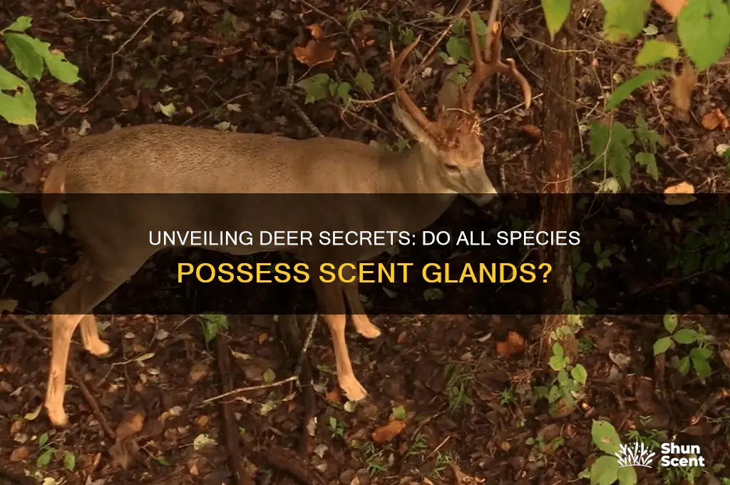 do all deer have scent glands