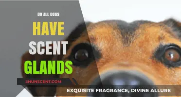 Do All Dogs Have Scent Glands? Uncovering Canine Olfactory Secrets