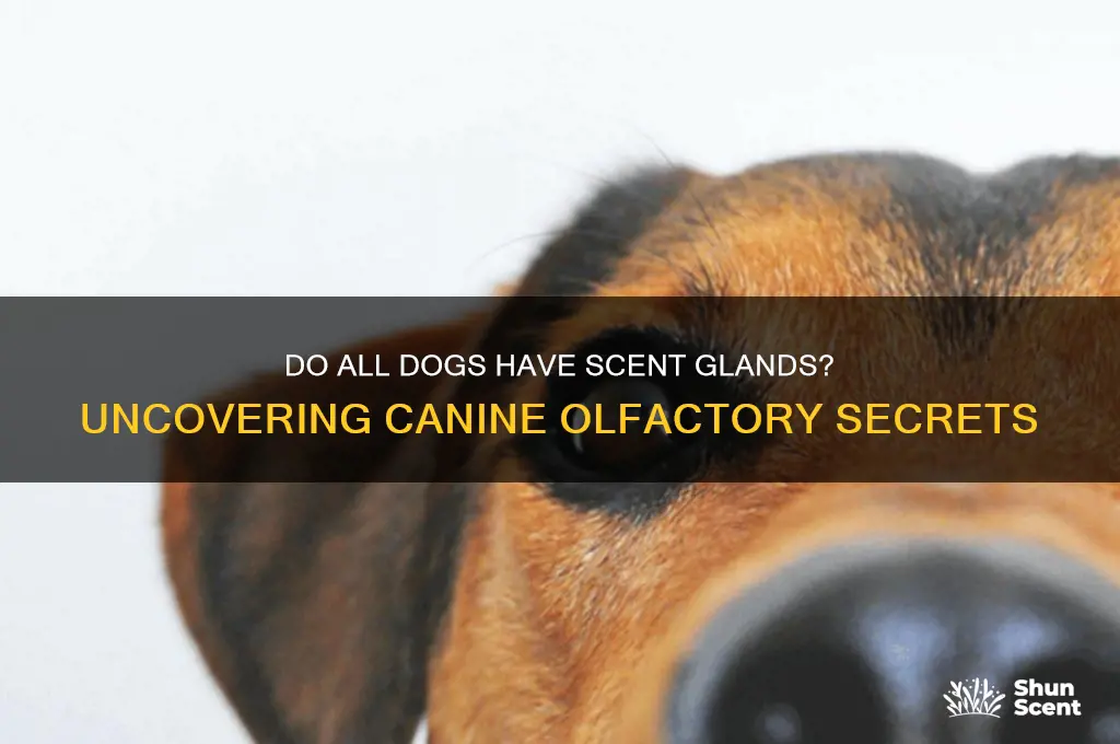 do all dogs have scent glands