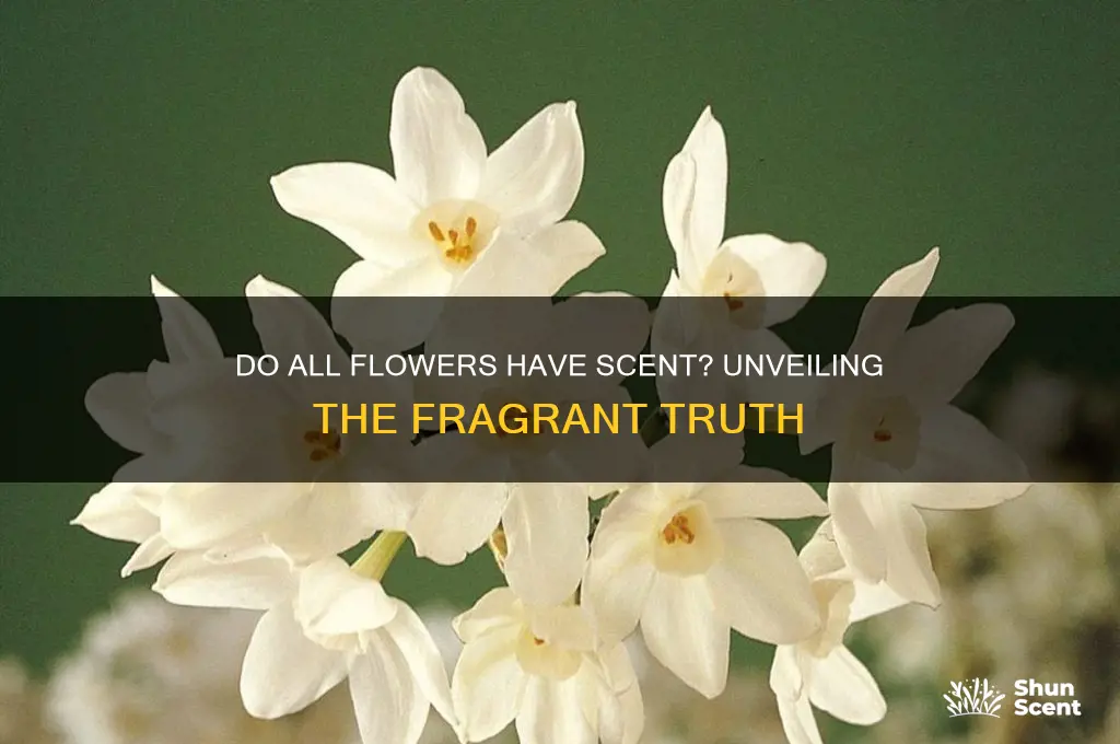 do all flowers have scent