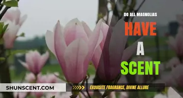 Do All Magnolias Have a Scent? Unveiling the Fragrant Truth