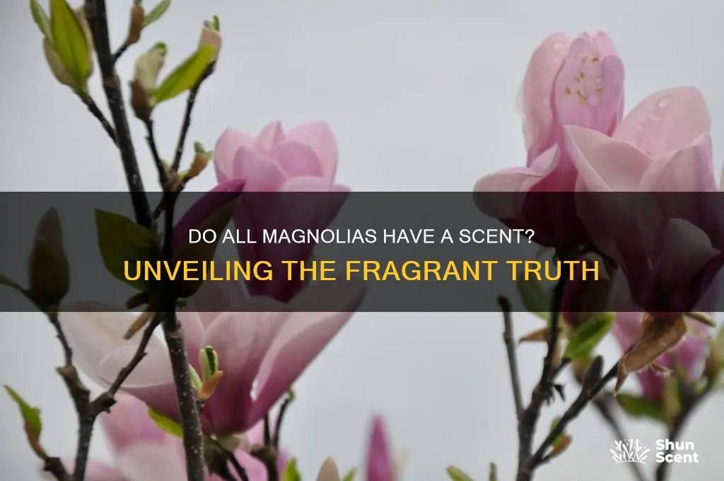 do all magnolias have a scent