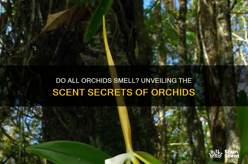 do all orchids have a scent