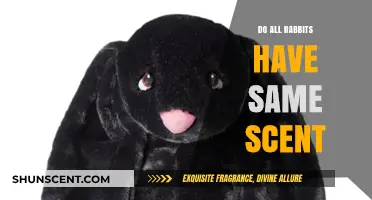 Do All Rabbits Smell Alike? Exploring Their Unique Scents