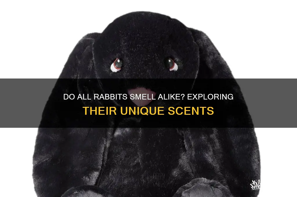 do all rabbits have same scent