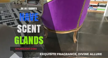 Do All Rabbits Have Scent Glands? Uncovering the Truth