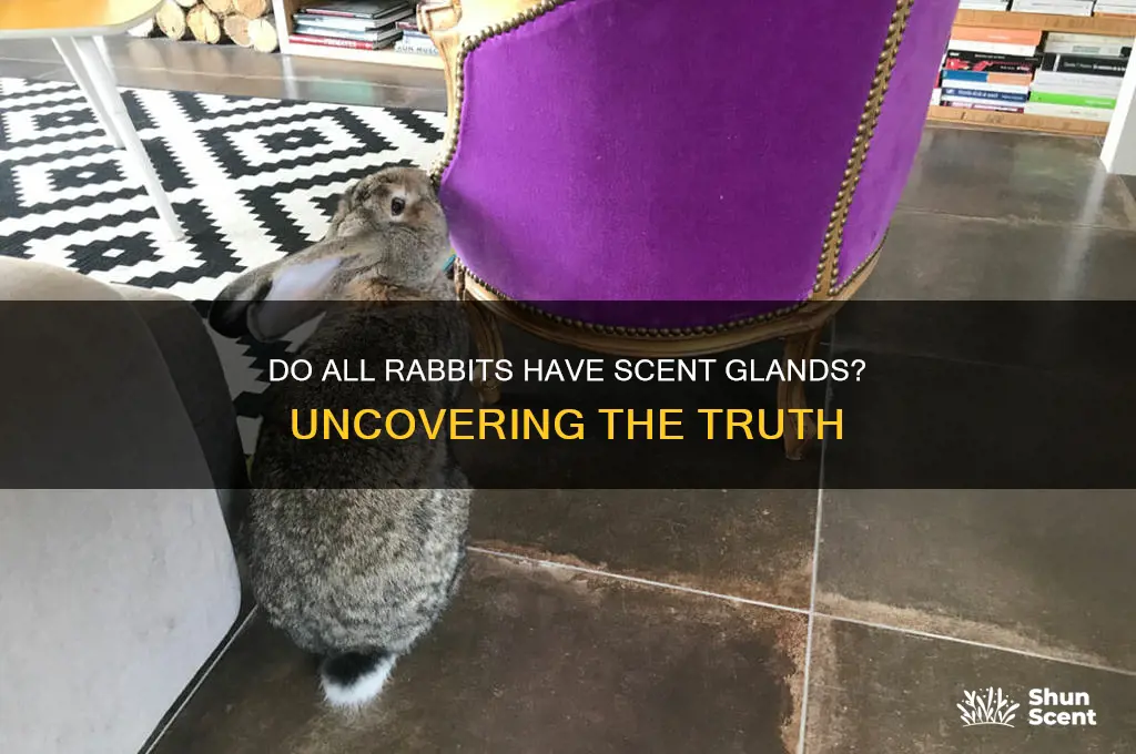do all rabbits have scent glands