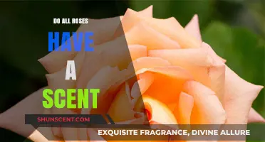 Do All Roses Smell Sweet? Unveiling the Truth About Rose Scents