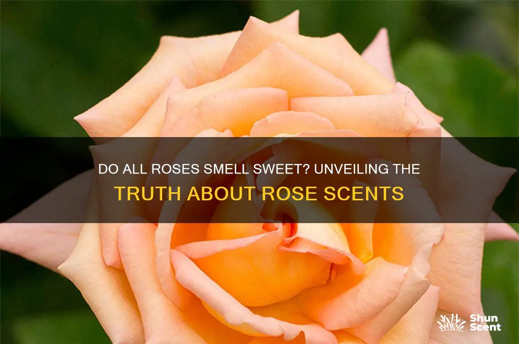 do all roses have a scent