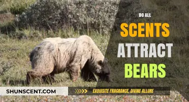 Do All Scents Attract Bears? Unraveling Myths and Facts for Safety