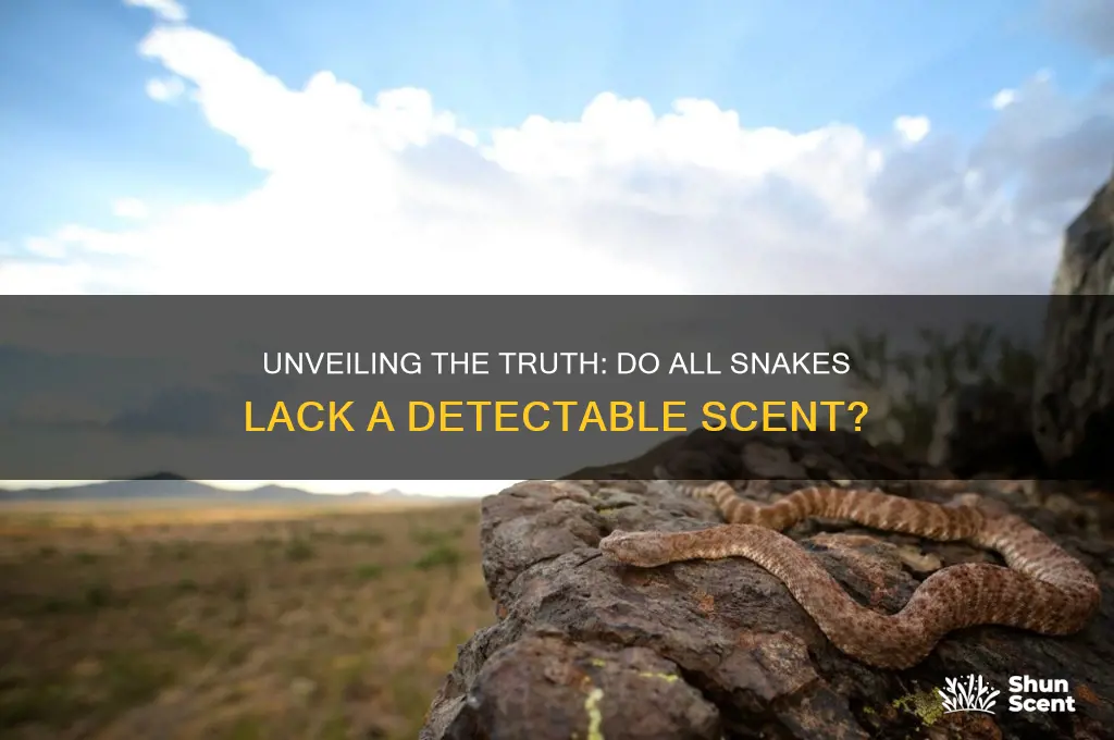 do all snakes have no scent